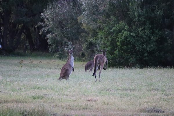 Voyage et Road Trip en Australie observation des kangourou