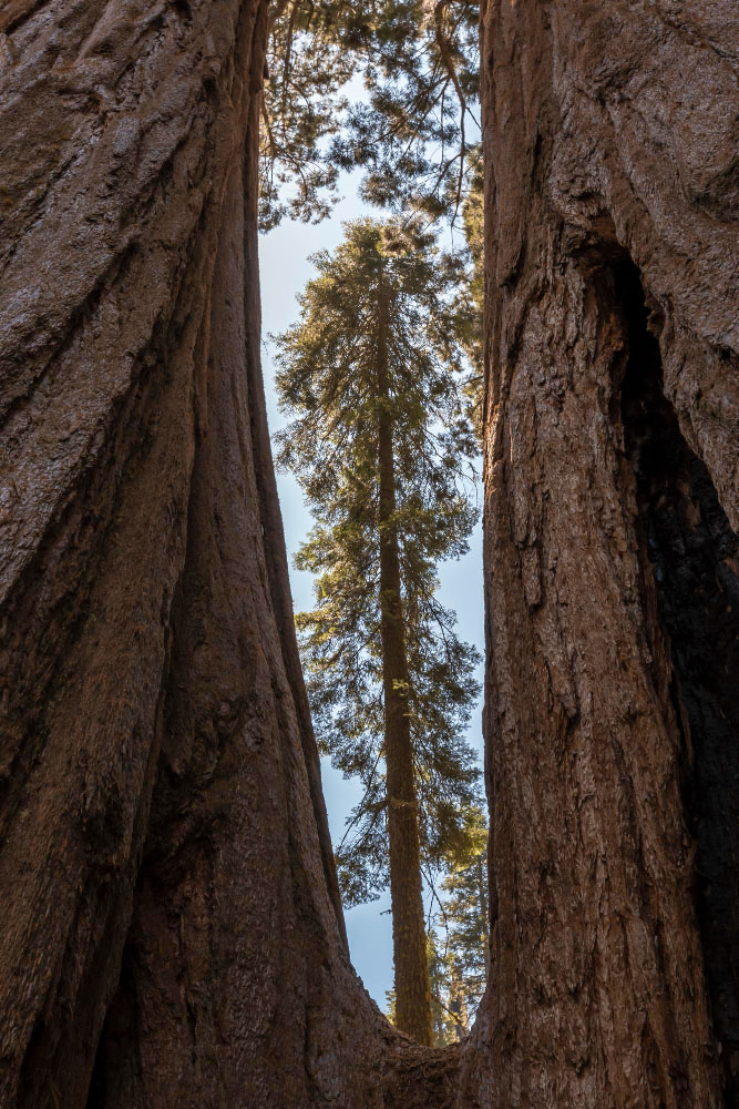 Sequoia National Park Moka Travel